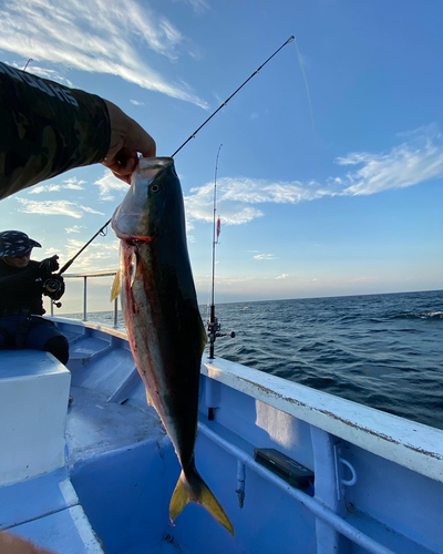 ワラサの釣果