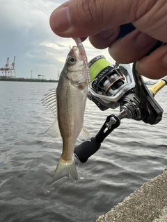 セイゴ（タイリクスズキ）の釣果