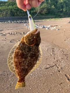 ソゲの釣果