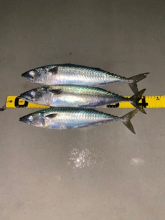 サバの釣果