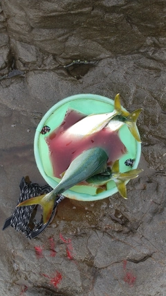 ワカシの釣果