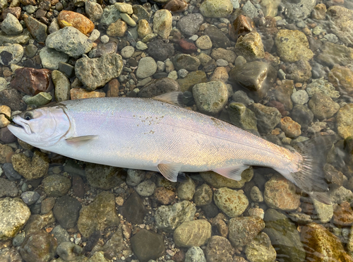 サクラマスの釣果