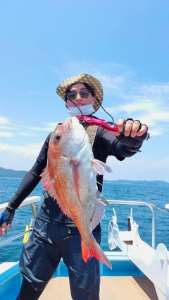 マダイの釣果