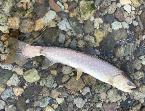 アメマスの釣果