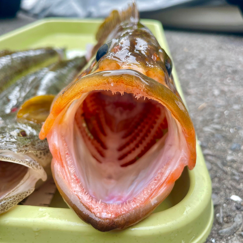 アコウの釣果