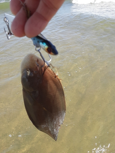 シタビラメの釣果