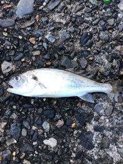 イシモチの釣果