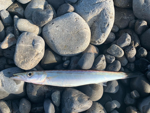 カマスの釣果