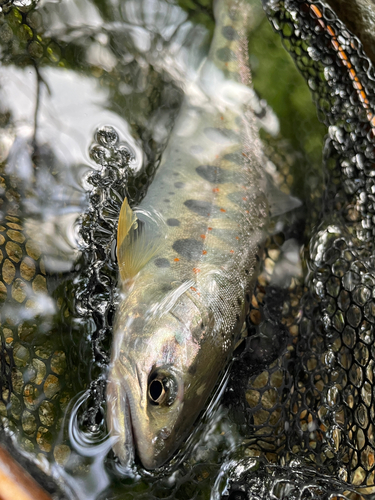 アマゴの釣果