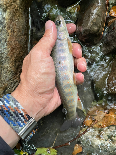 ヤマトイワナの釣果