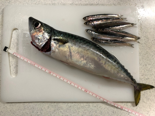 サバの釣果