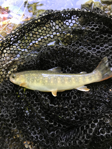 イワナの釣果