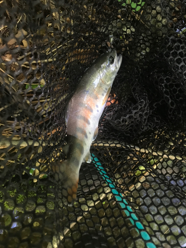 ヤマメの釣果