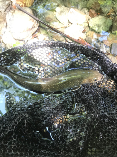 イワナの釣果