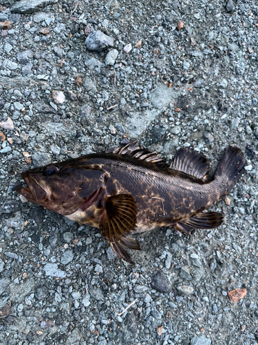 タケノコメバルの釣果