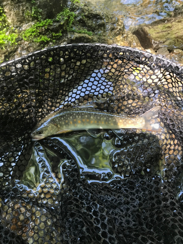 イワナの釣果