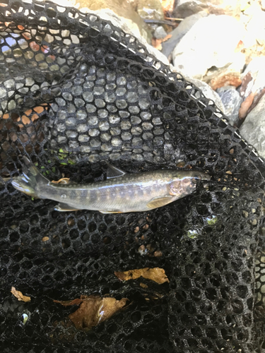 イワナの釣果