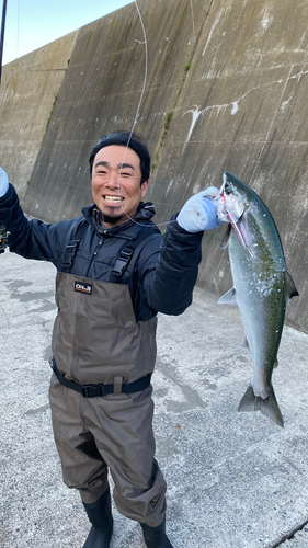 サクラマスの釣果