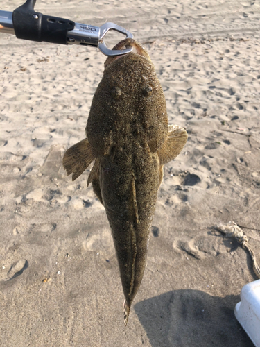 マゴチの釣果