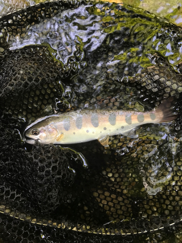 ヤマメの釣果