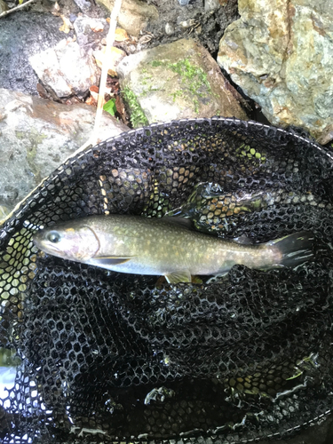 イワナの釣果