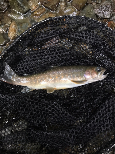 イワナの釣果