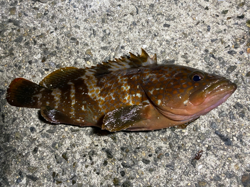 アコウの釣果