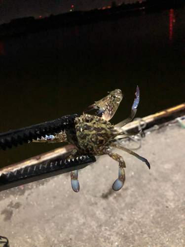 ワタリガニの釣果