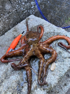 マダコの釣果
