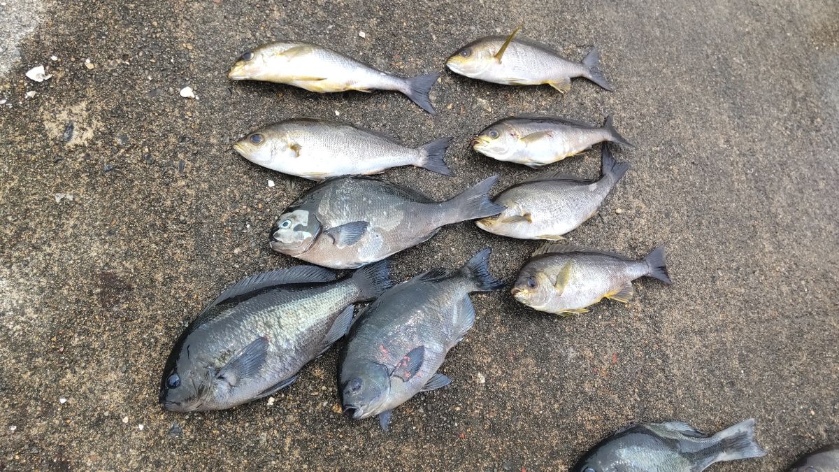 まっくす　さんの釣果 2枚目の画像