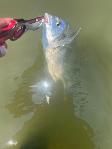 キビレの釣果