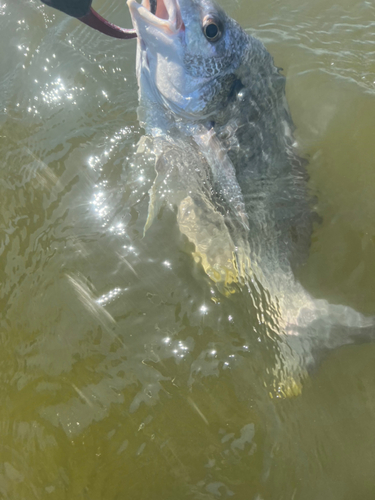 キビレの釣果