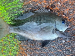 メジナの釣果