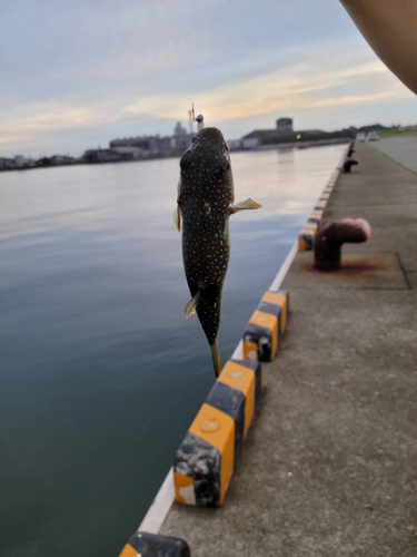 クサフグの釣果