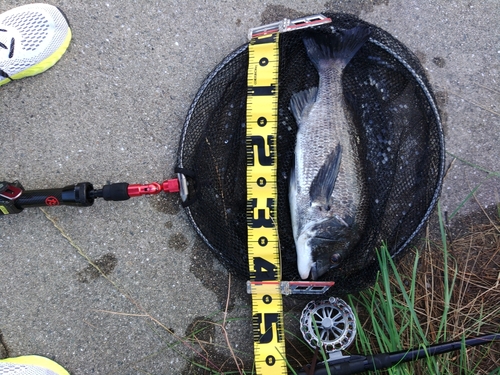 チヌの釣果