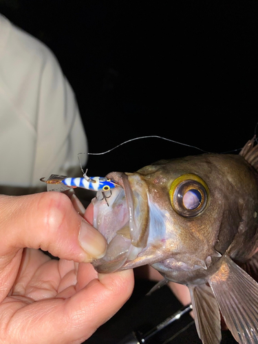 メバルの釣果