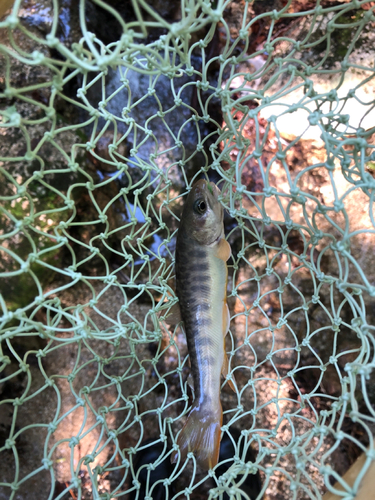 イワナの釣果