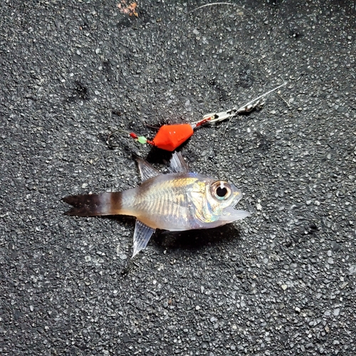 ネンブツダイの釣果