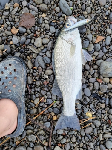 ヒラスズキの釣果