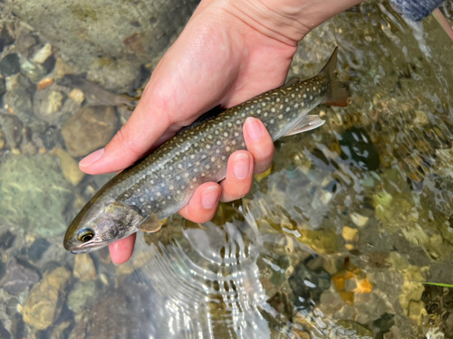 トラウトの釣果