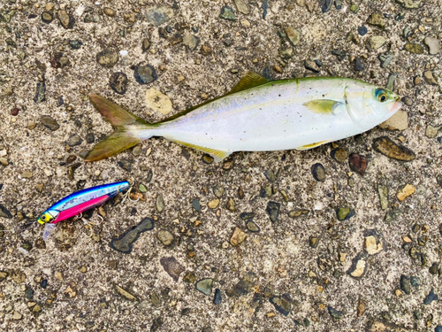 ツバスの釣果