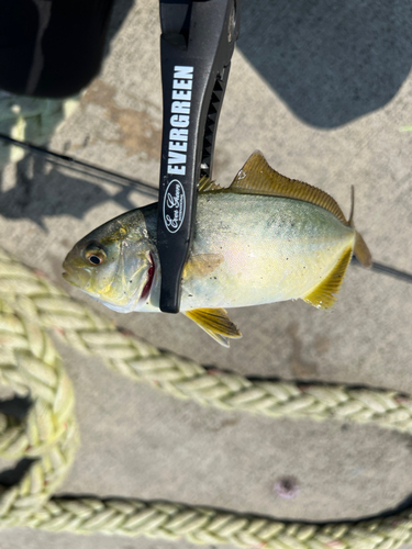 ショゴの釣果