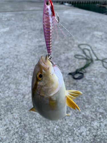 ネイリの釣果