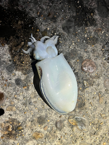 シリヤケイカの釣果