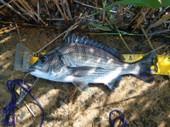 クロダイの釣果