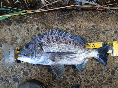 クロダイの釣果