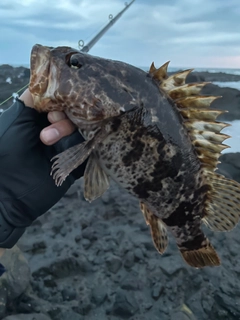 タケノコメバルの釣果