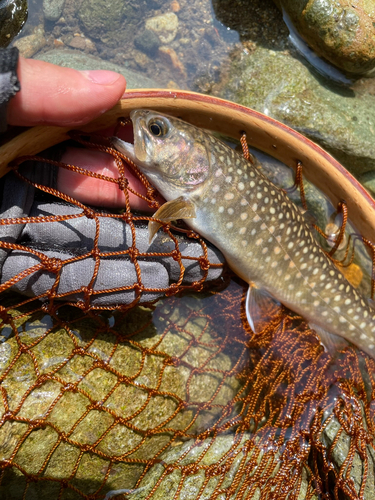 イワナの釣果