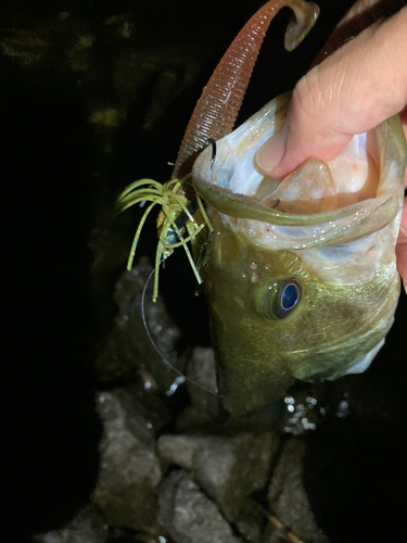 ブラックバスの釣果