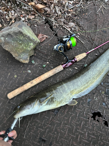 ナマズの釣果